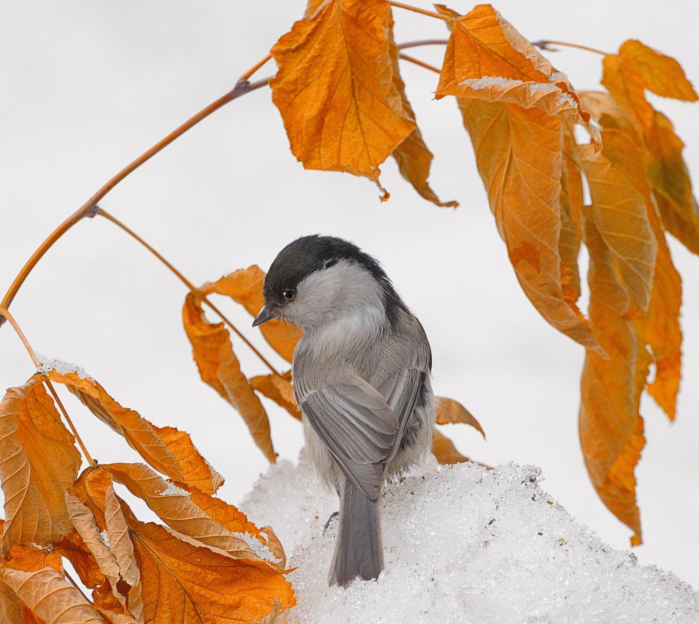 Осенние краски зимы