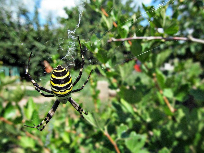 Виктория, Russia