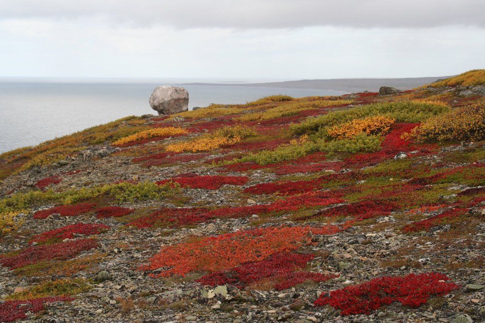 Живописные берега Баренцева.