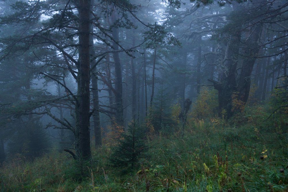 Адыгейский Лес