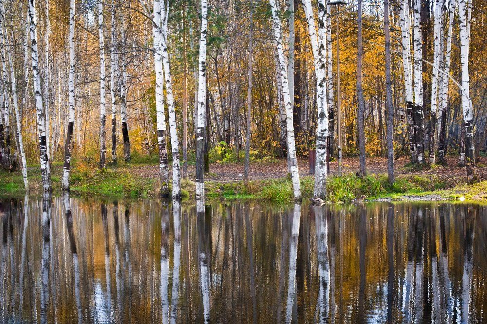 Природная симетрия