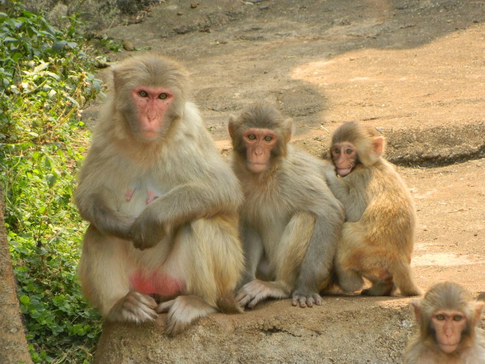 дружная семейка