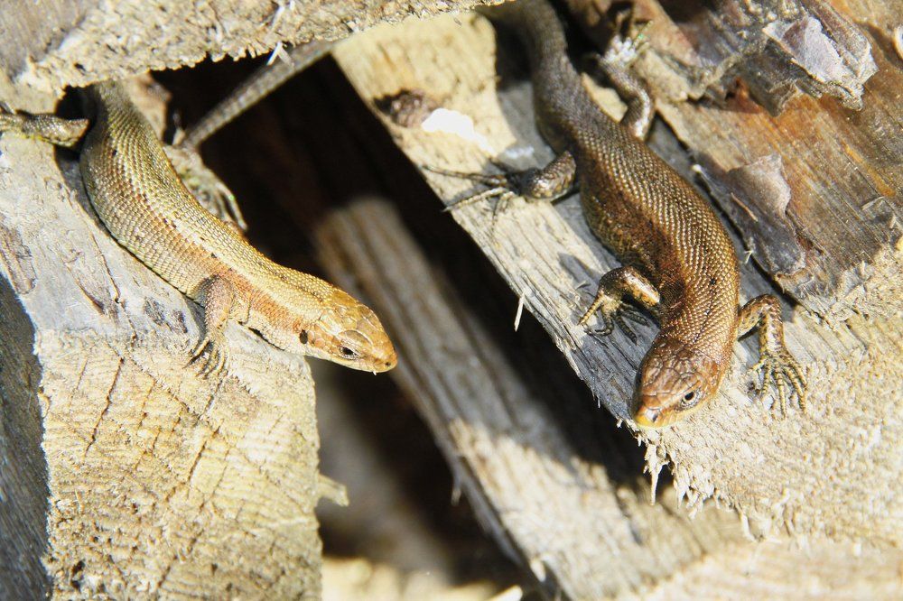 Пригрелись