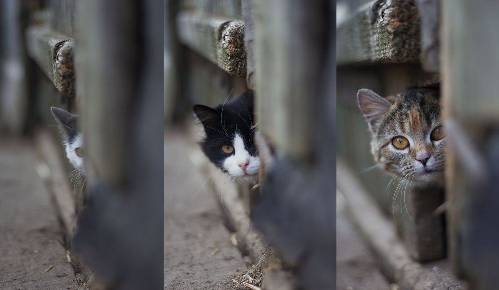 Не то, чем кажется.