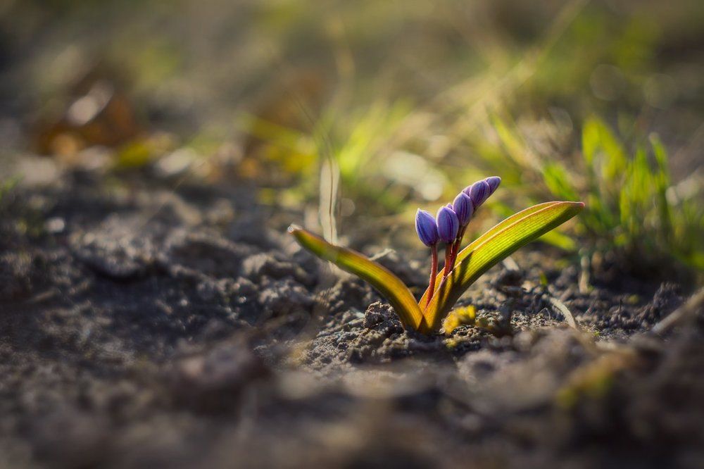 Пробуждение