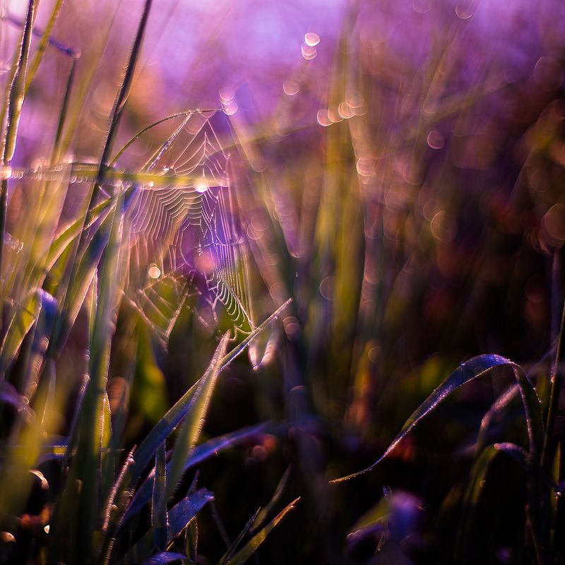 Sergey Vesnin, Russia