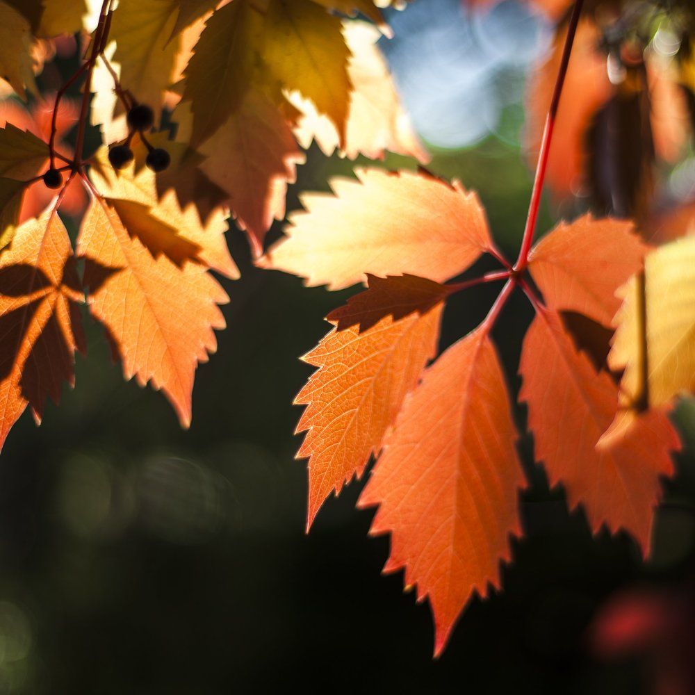 Осенний виноград