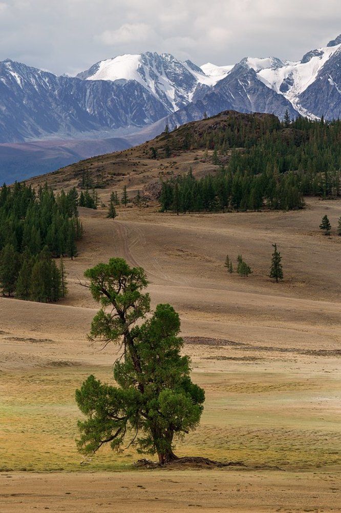 Дерево и горы