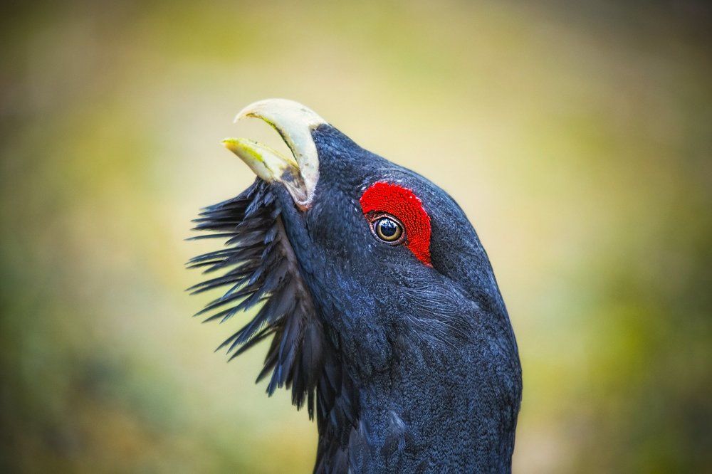 Портрет глухаря