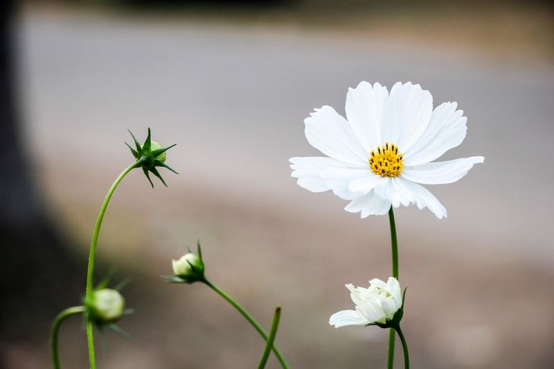 Kamrul Hasan Rana, Bangladesh