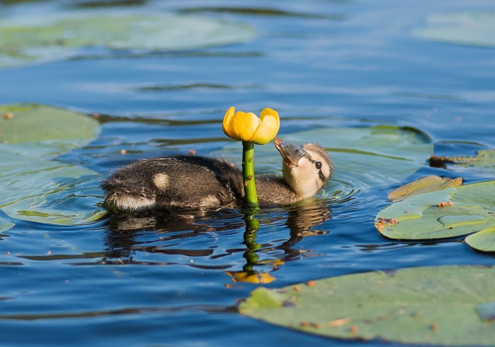 Чувство прекрасного
