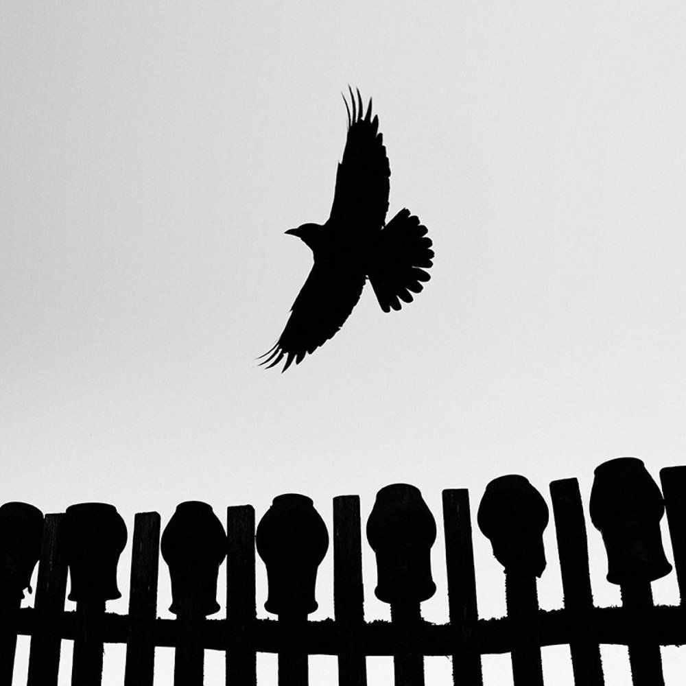 Сорока-ворона