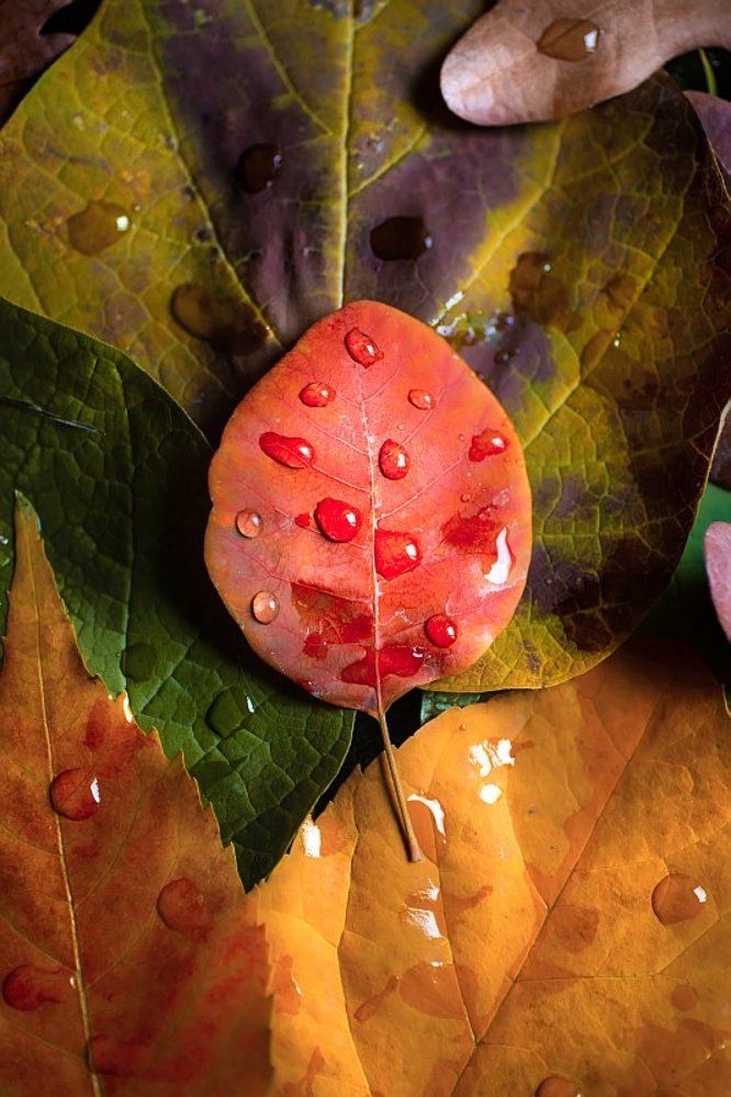 Краски осени