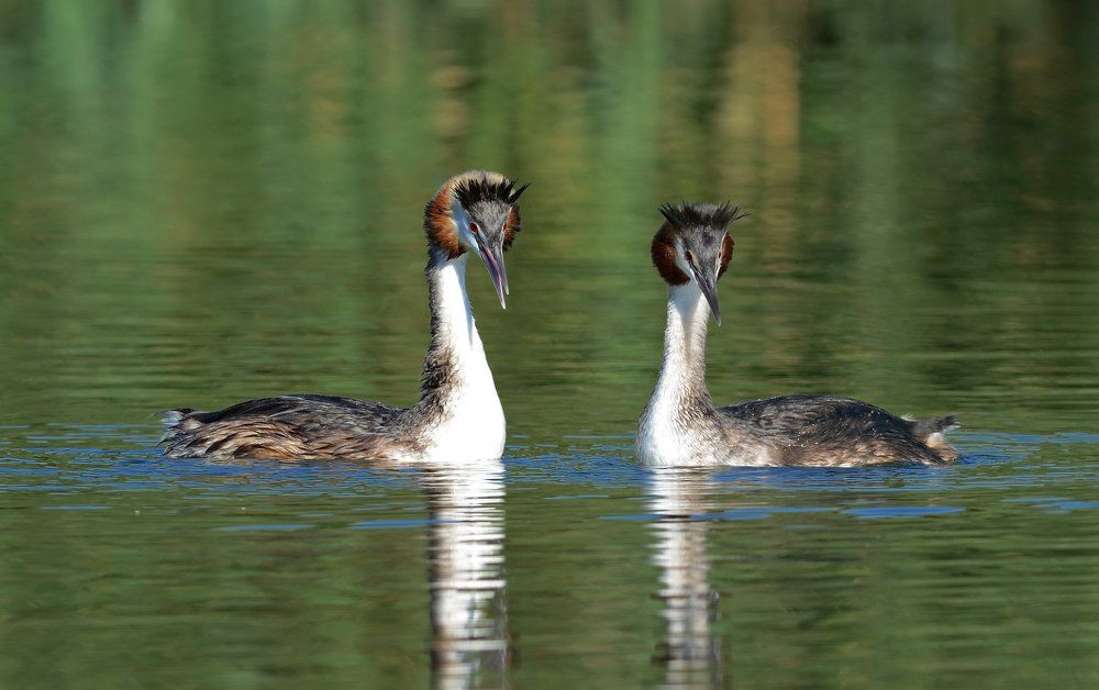 Танцы любви.