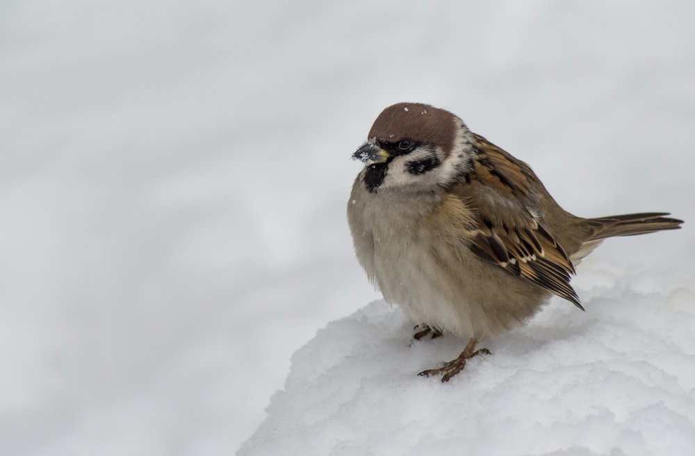 ...на сугробе.