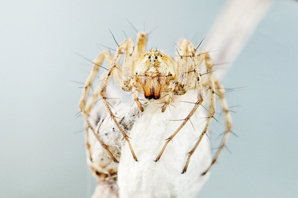 Страж кокона