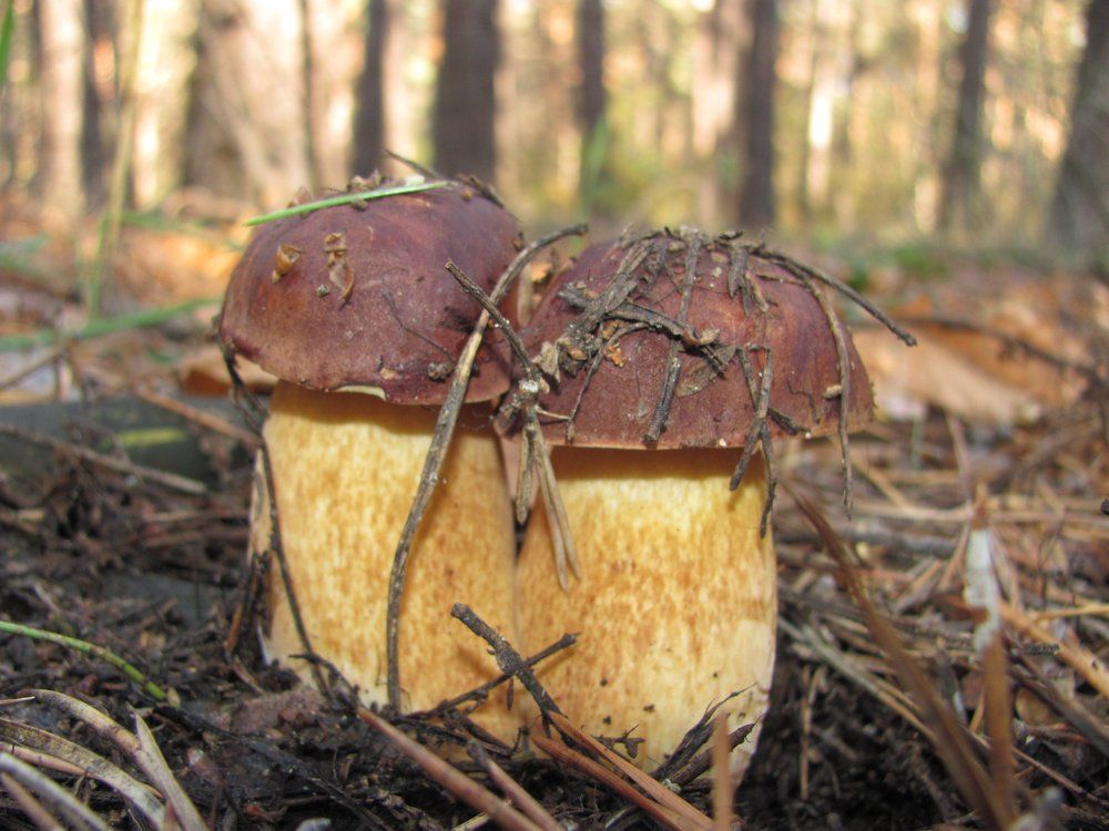 Всегда рядом