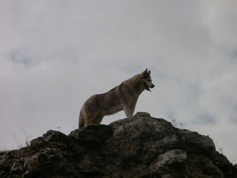 виктория, Russia