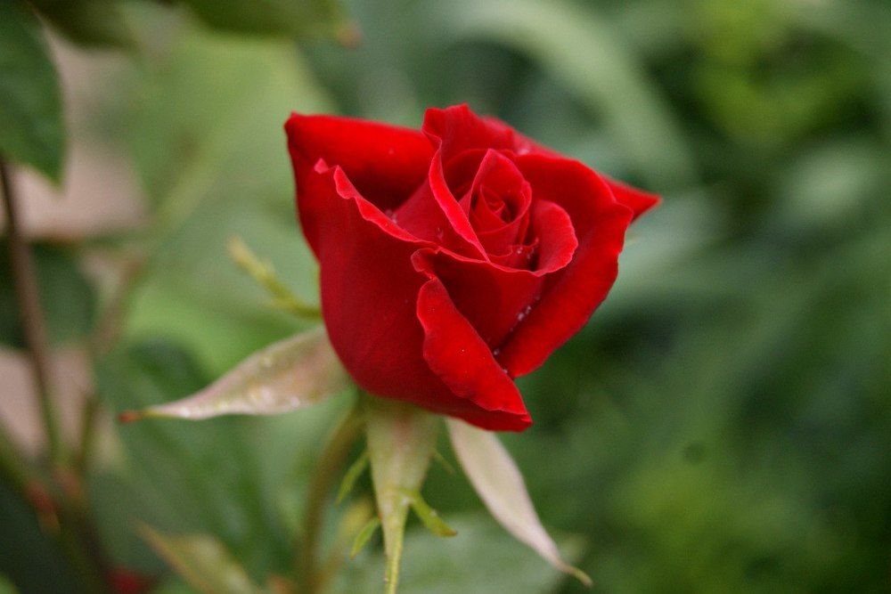 Photograph by ирина