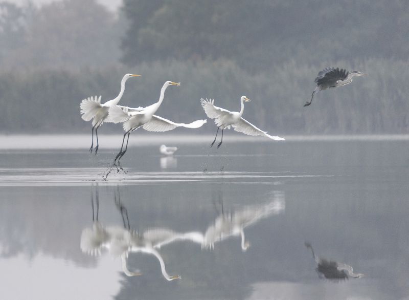Robert Radomski, Poland