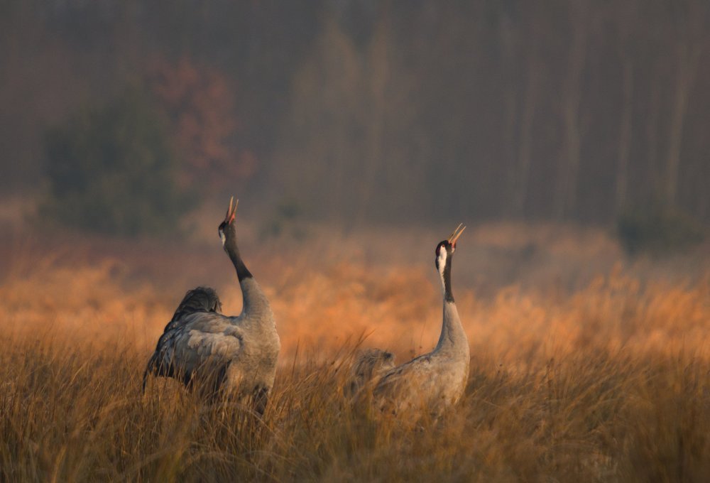 Photograph by Robert