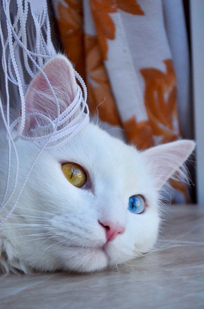 Чудо из чудес