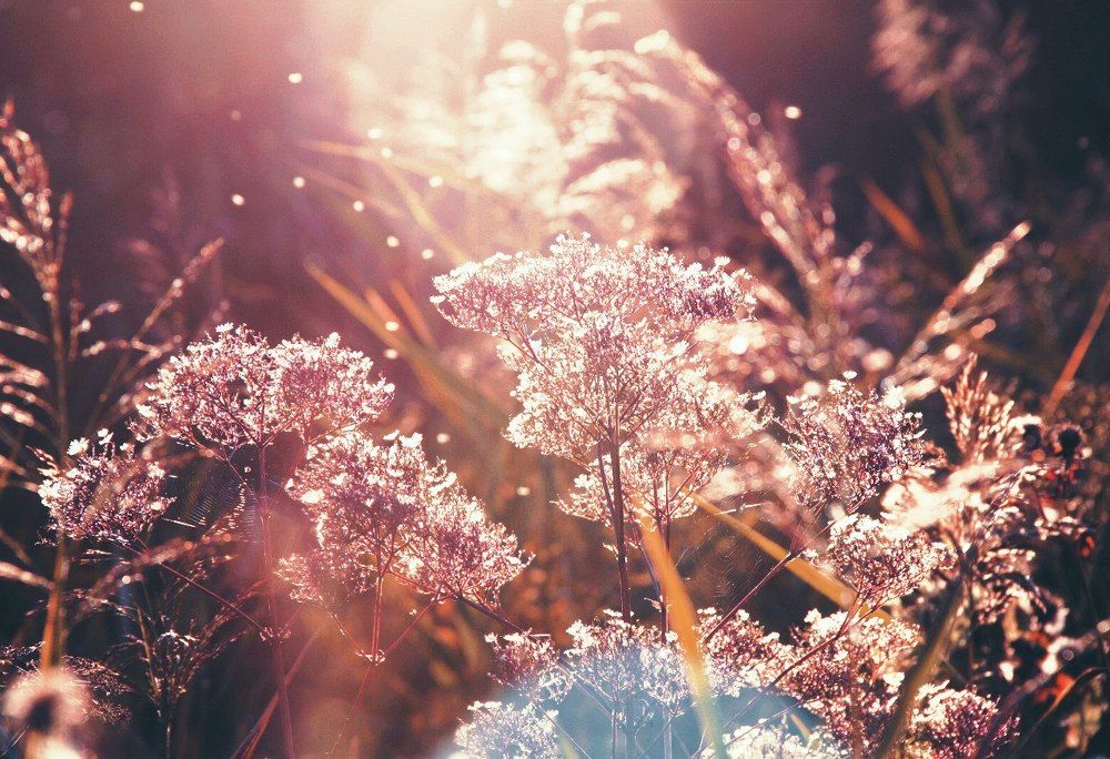 в розовых очках