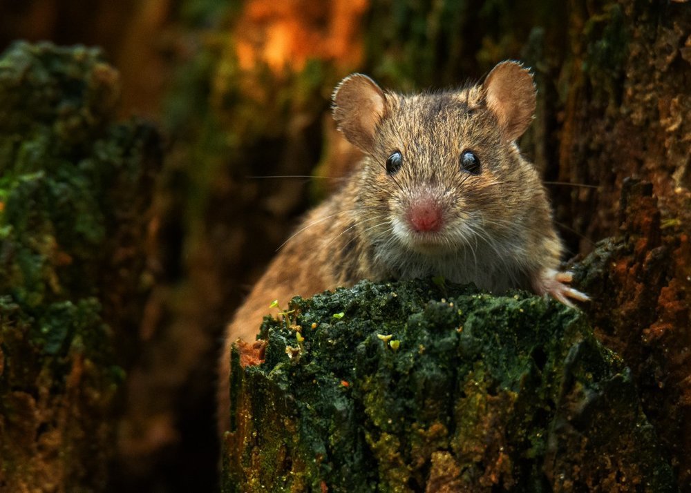 Хозяйка "Медной горы"