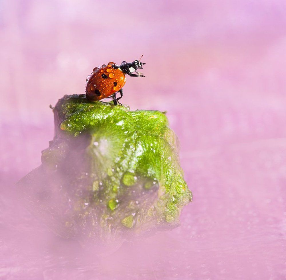 Туманное утро