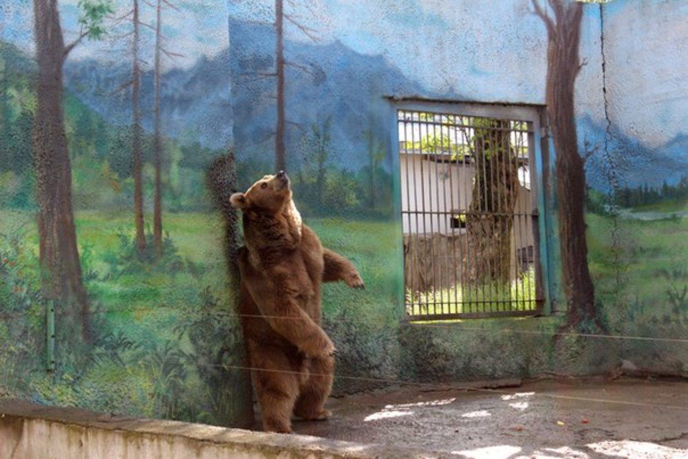 мишкин двор