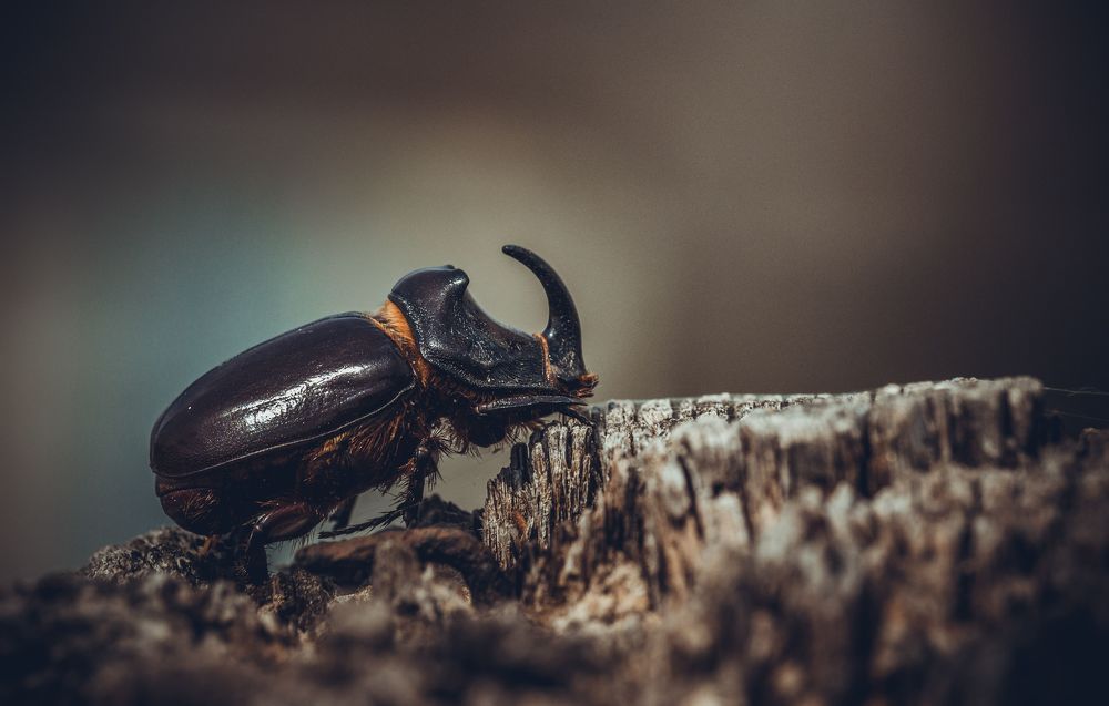 Лесной носорог