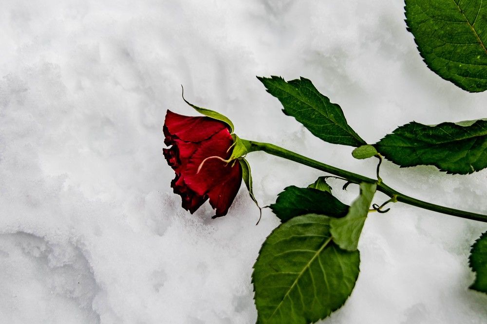 Photograph by Александра Рубан