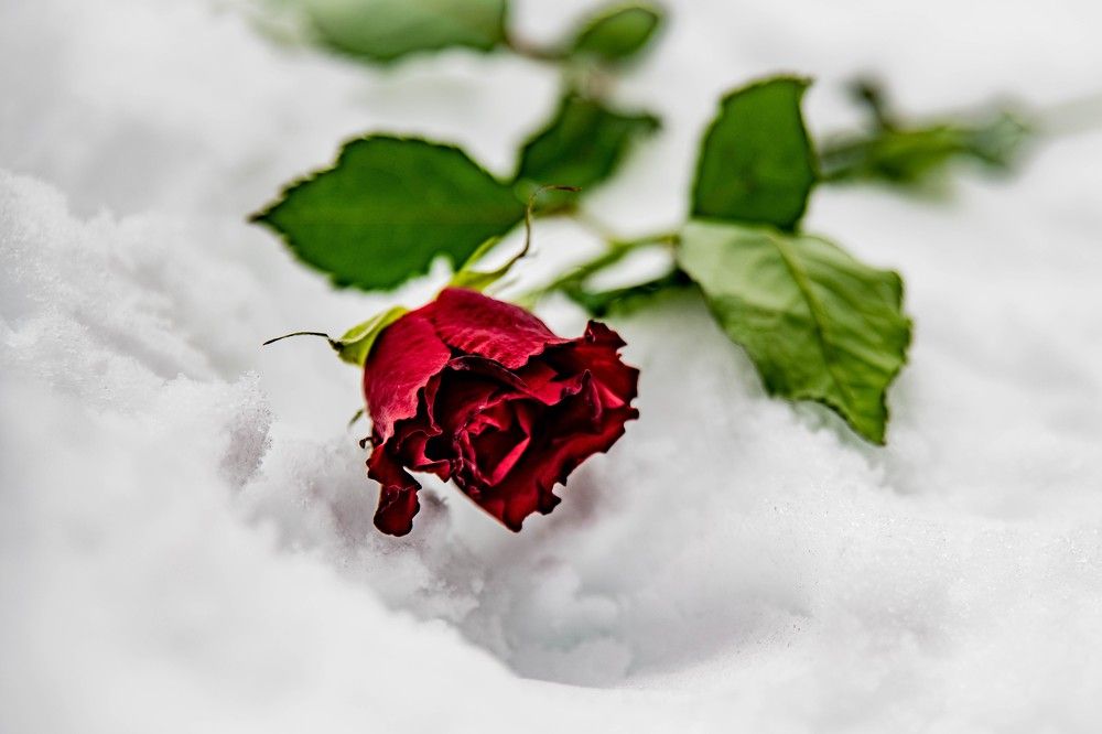 Photograph by Александра Рубан