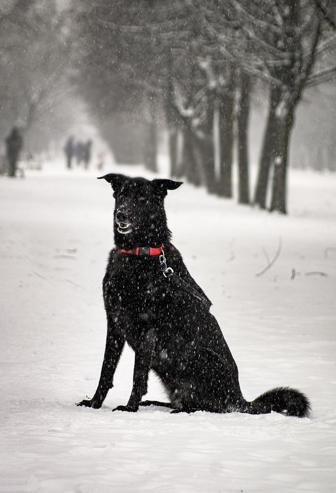 Зимняя сказка.