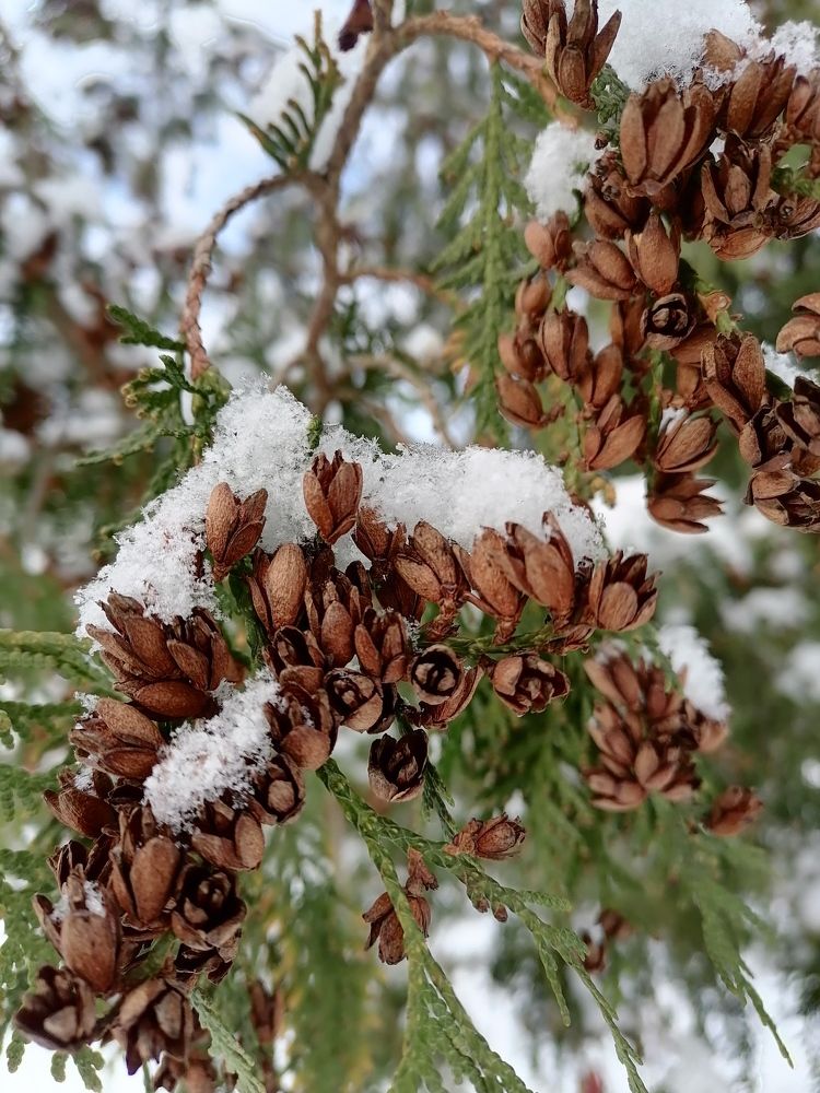 Фотография автора Кулиш Татьяна
