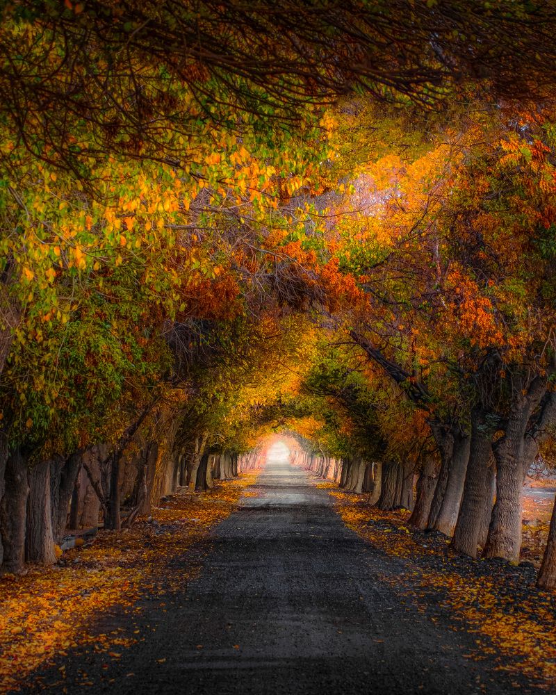 Photograph by Sajad Nori