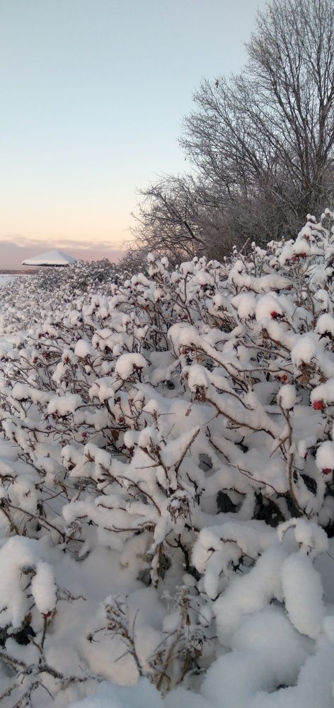 Photograph by Любовь Макарова