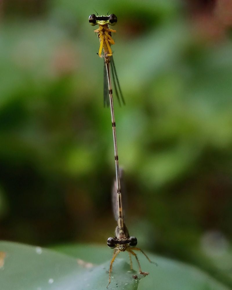 Photograph by Zaki Purnomo