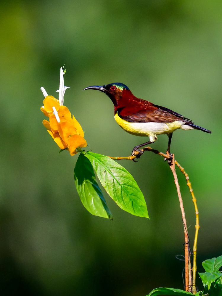 Photograph by Irene Chattopadhyay