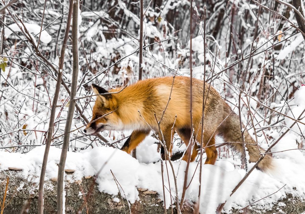 Photograph by Николай Диордиев