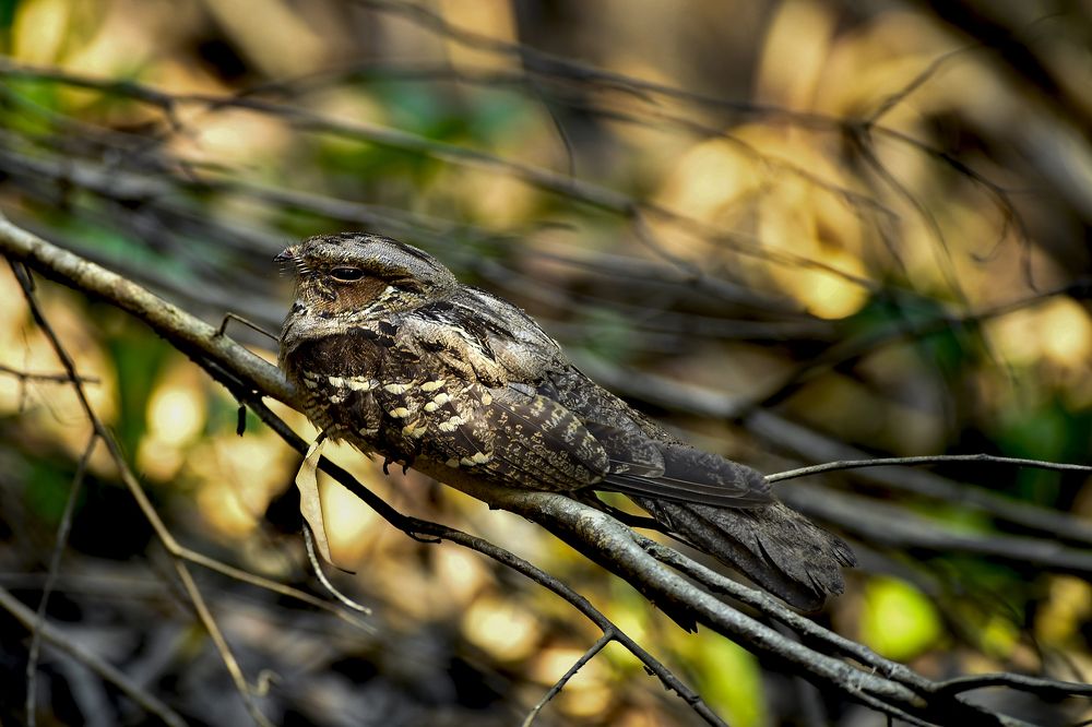 Large-tailed Nightjar