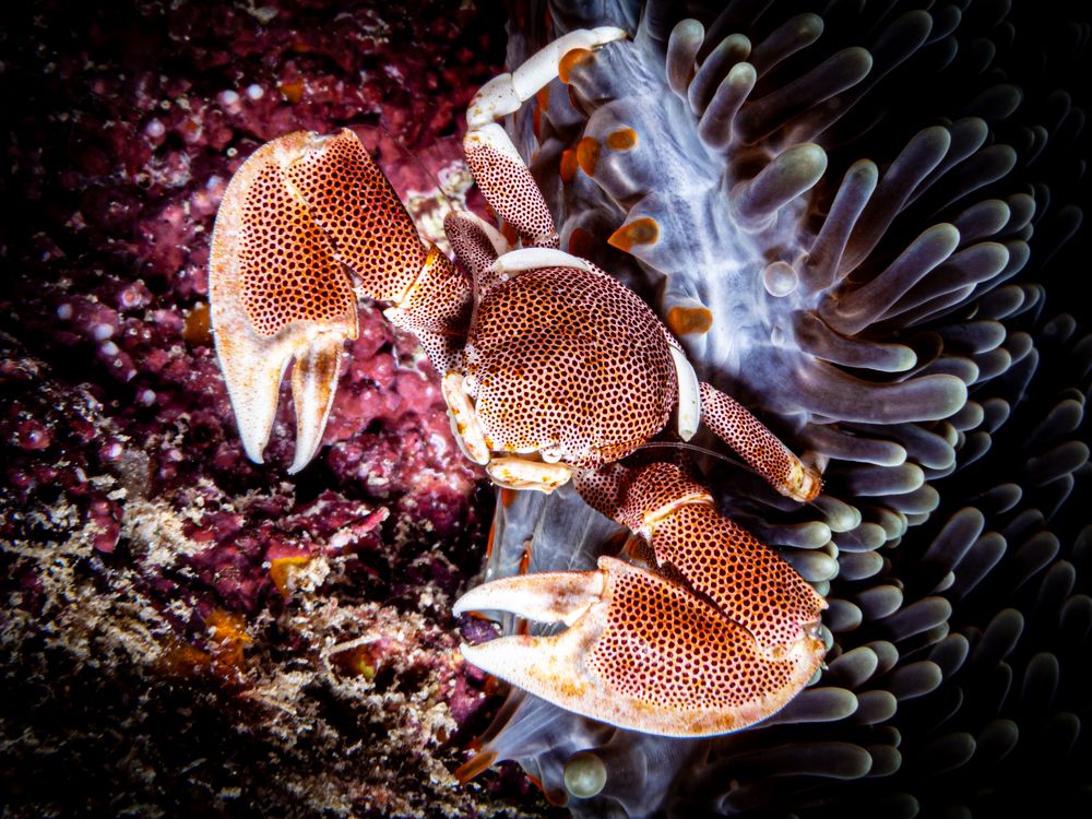 Photograph by Alexander Plakida