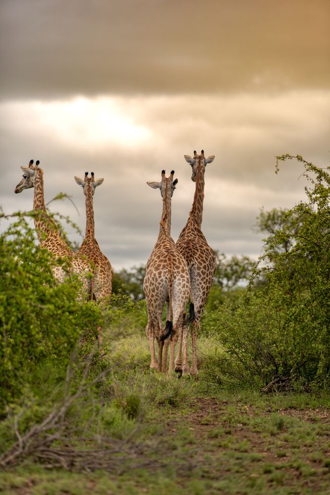 Photograph by Benjamin Pimor