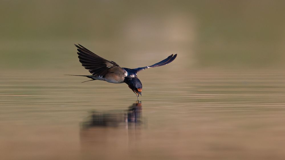 A Barn Swallow quenching its thirst in flight!
