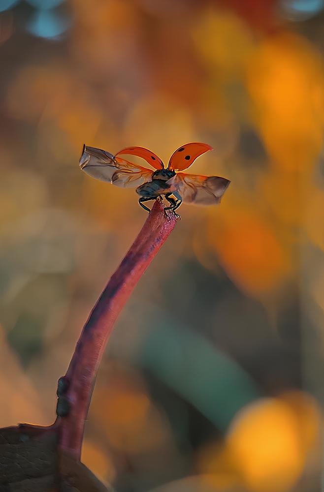 Photograph by Андрей Шевченко