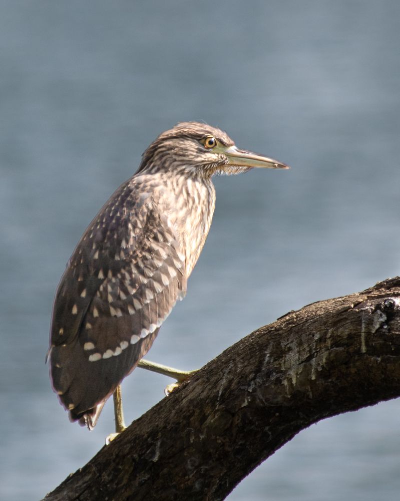 Photograph by Sandaru Pathiranage