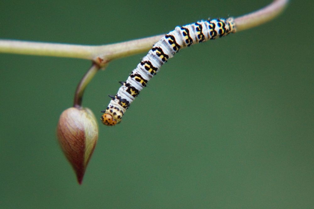 Caterpillar