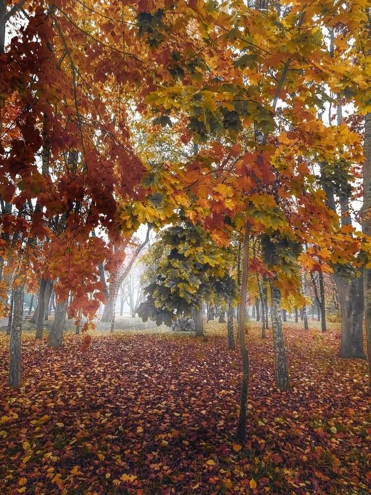 Фотография автора Irina Vornacheva