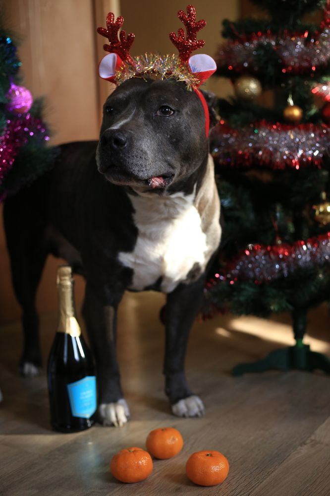 Photograph by Львица Катюша