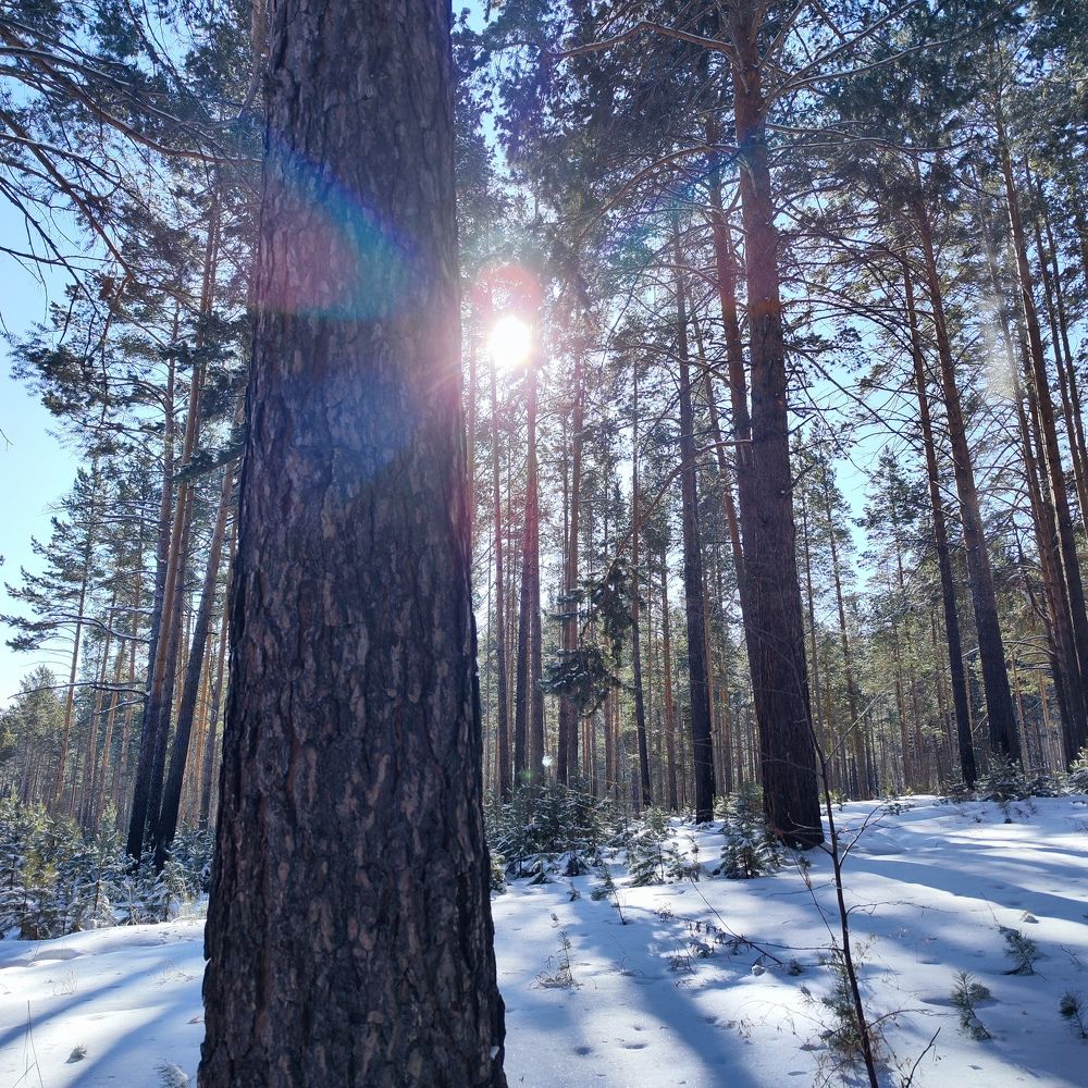 Лучи прекрасного